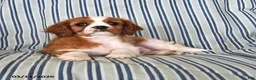 Cavalier King Charles Spaniel dogs for sale: Jasper - Ad 3
