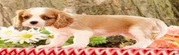 Cavalier King Charles Spaniel dogs for sale: ZInnia - Ad 5