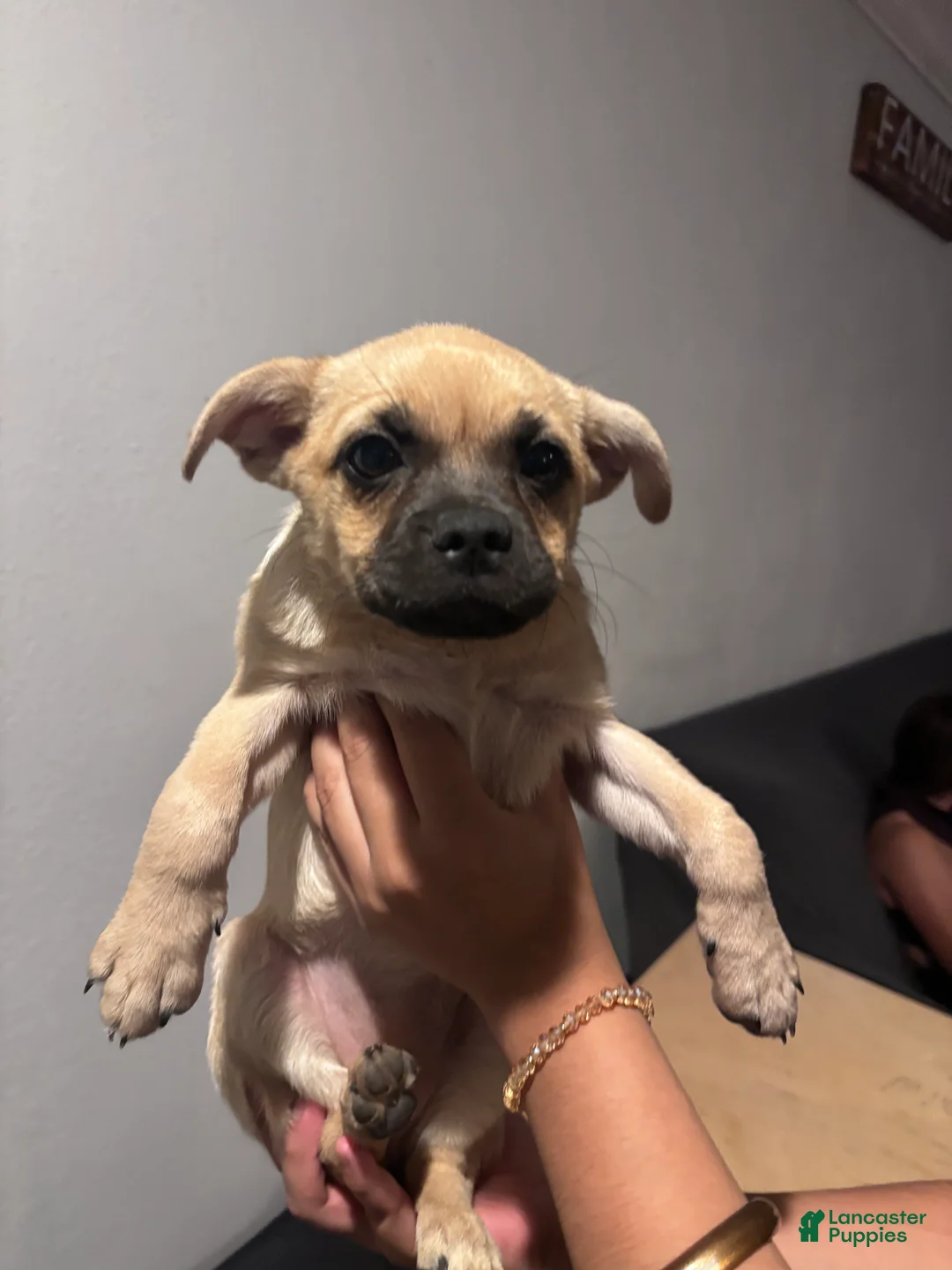 Mixed Breed dogs for sale: Nala - Ad 2