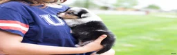 Mixed Breed dogs for sale: Jasper  - Ad 9