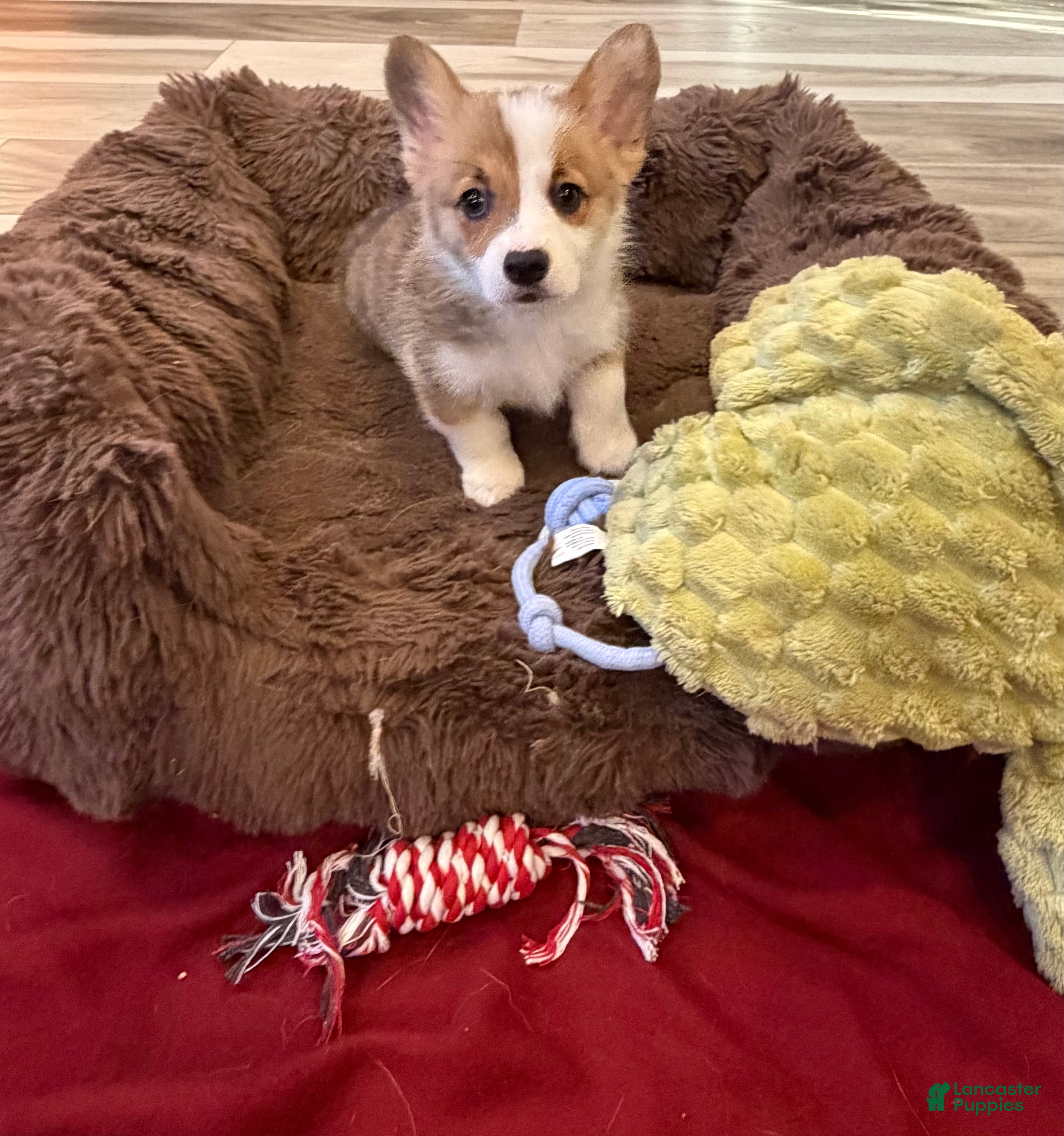 Welsh Corgi Pembroke dogs Lisa - Ad 2