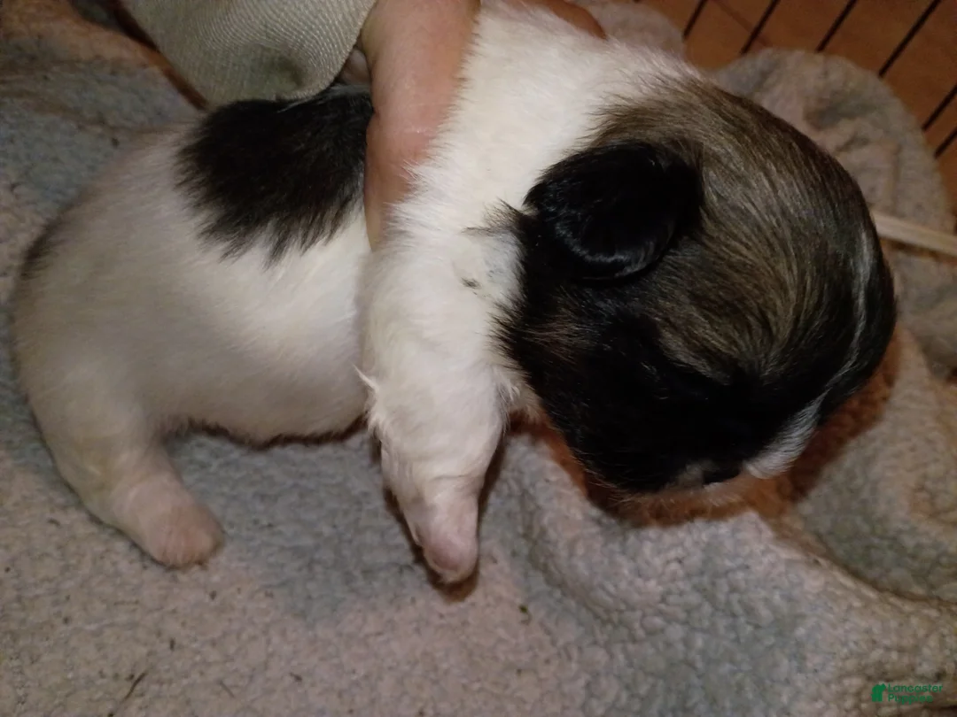 Pekingese dogs for sale: Pekingese Parti Male pup chubbs  - Ad 1
