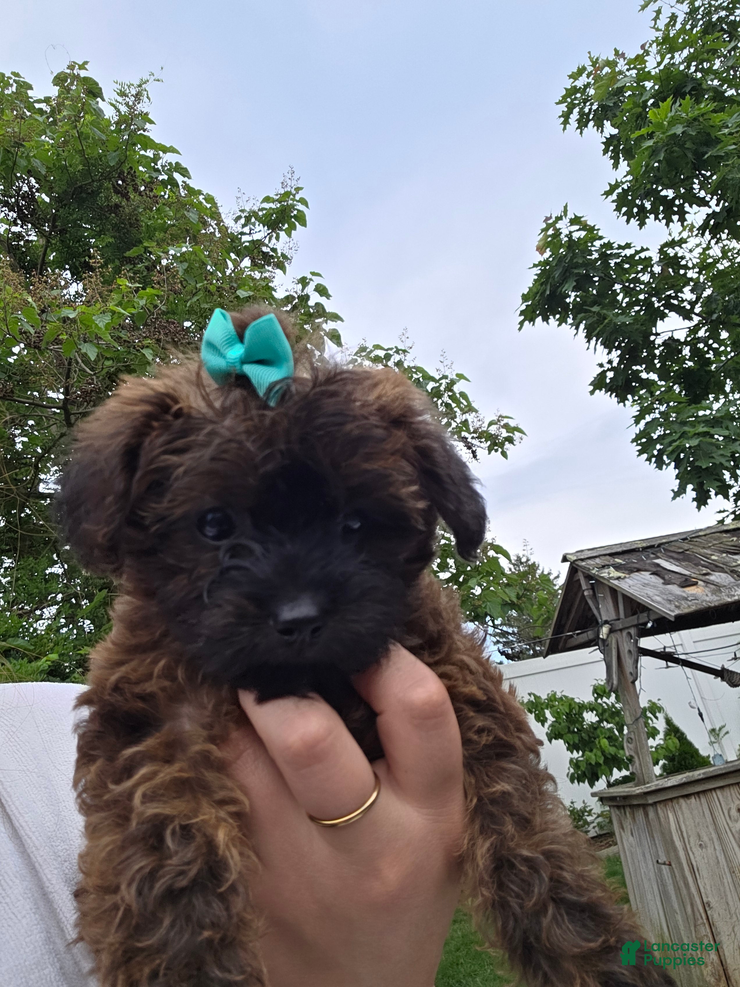Yorkiepoo dogs Yorkiepoo 5 Orange Collar - Ad 34