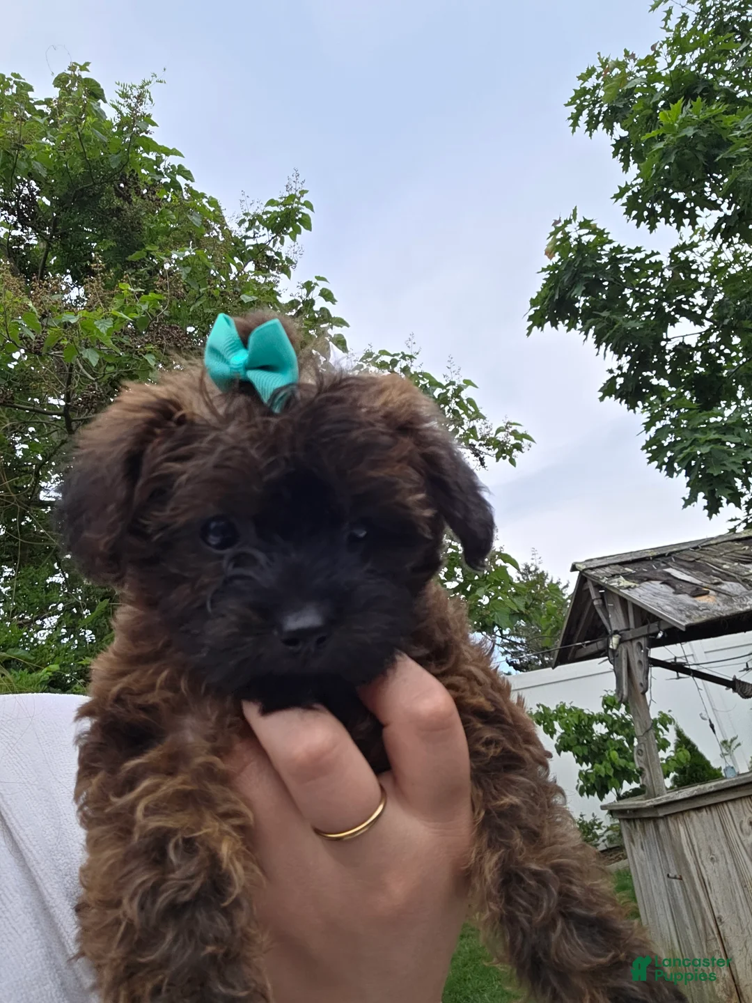 Yorkiepoo dogs for sale: Yorkiepoo 5 Orange Collar - Ad 1