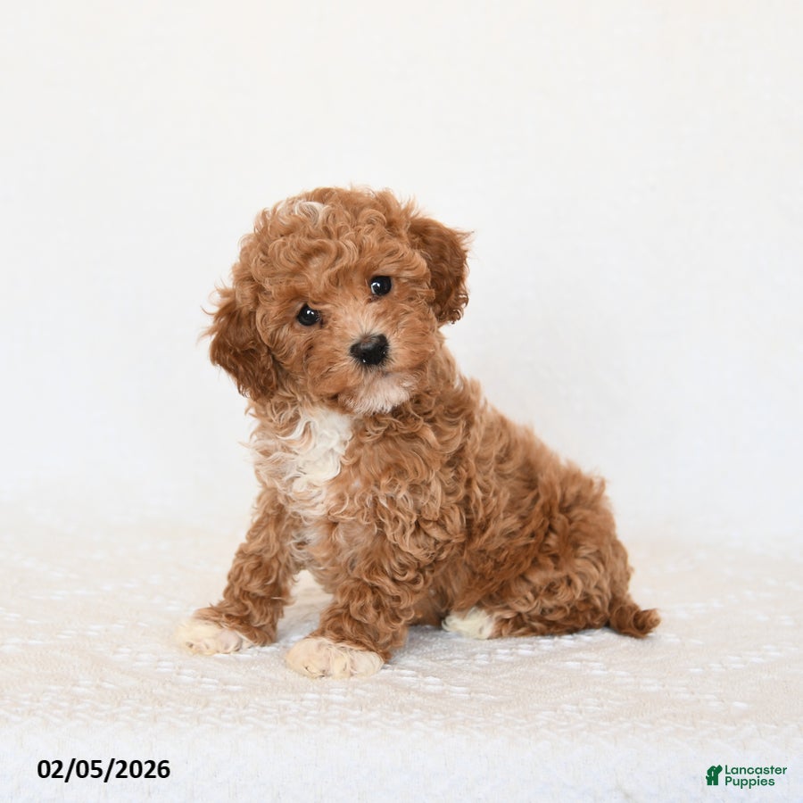 Miniature Poodle dogs Hershey - Ad 2