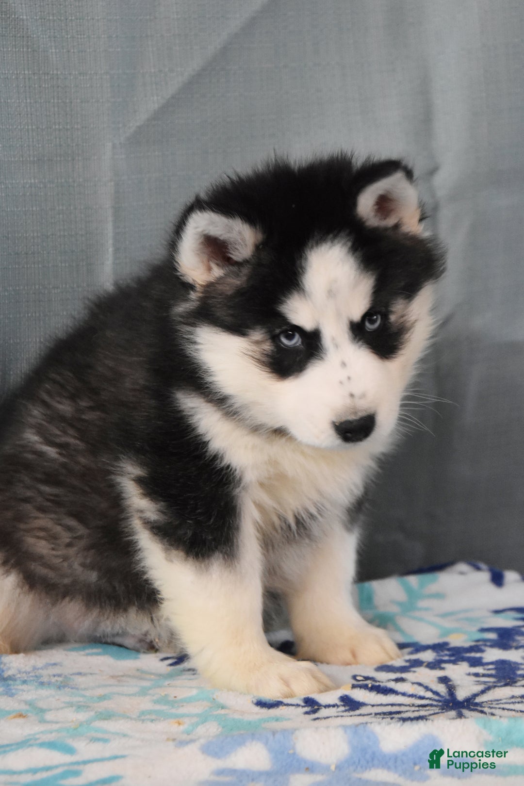 Siberian Husky dogs for sale: Zeus - Ad 3