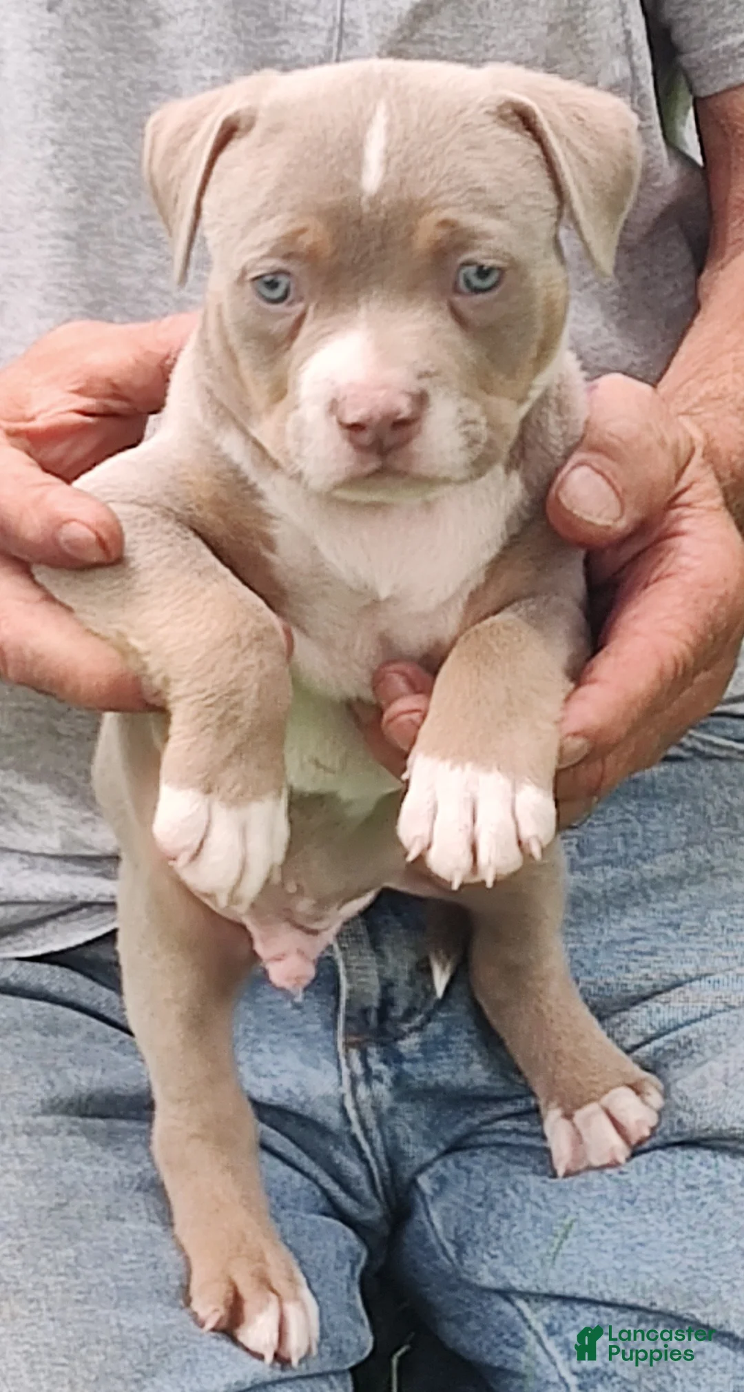 American Bully dogs for sale: American Bully 3- Teddy - Ad 1