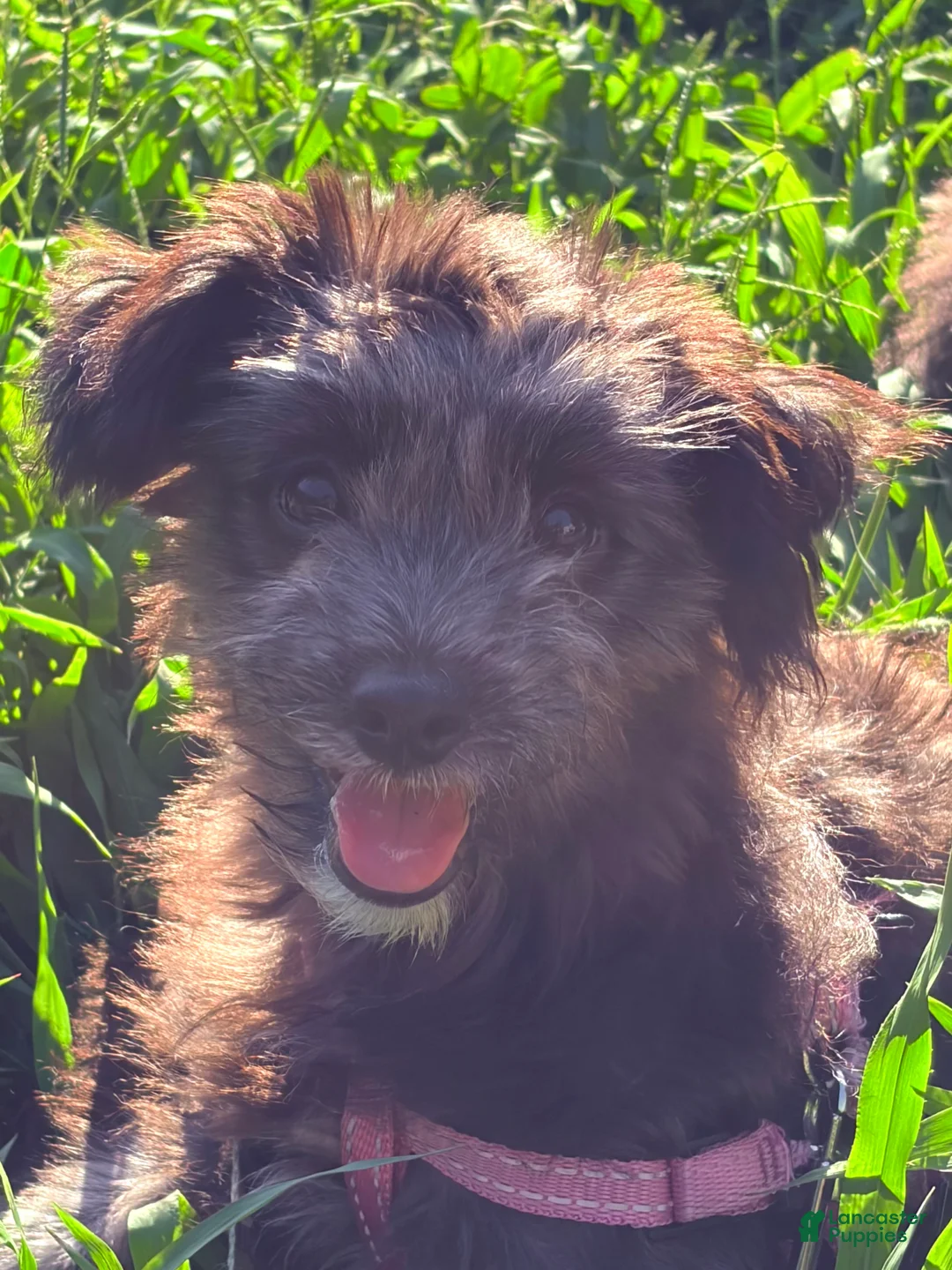 Pomapoo dogs for sale: Shadow - Ad 2