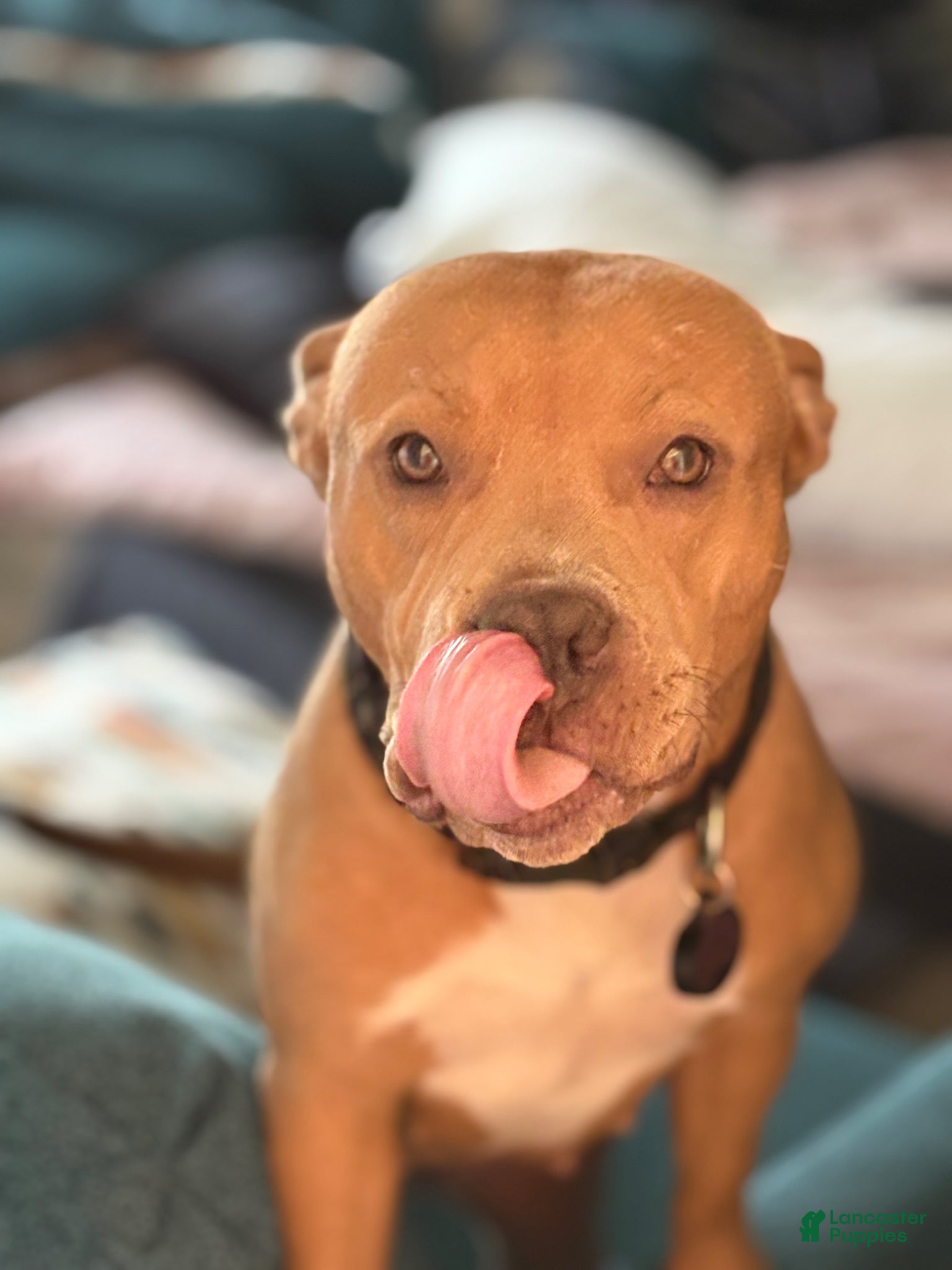 American Bully dogs for sale: American Bully Puppy 1 - Ad 10