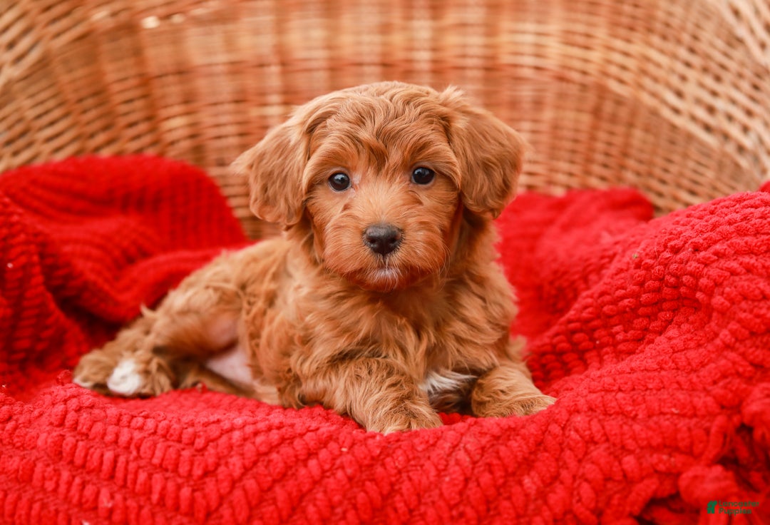 Havapoo dogs for sale: Bridgette - Ad 5