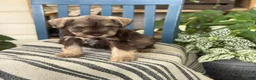 Miniature Schnauzer dogs for sale: Smokey - Ad 5