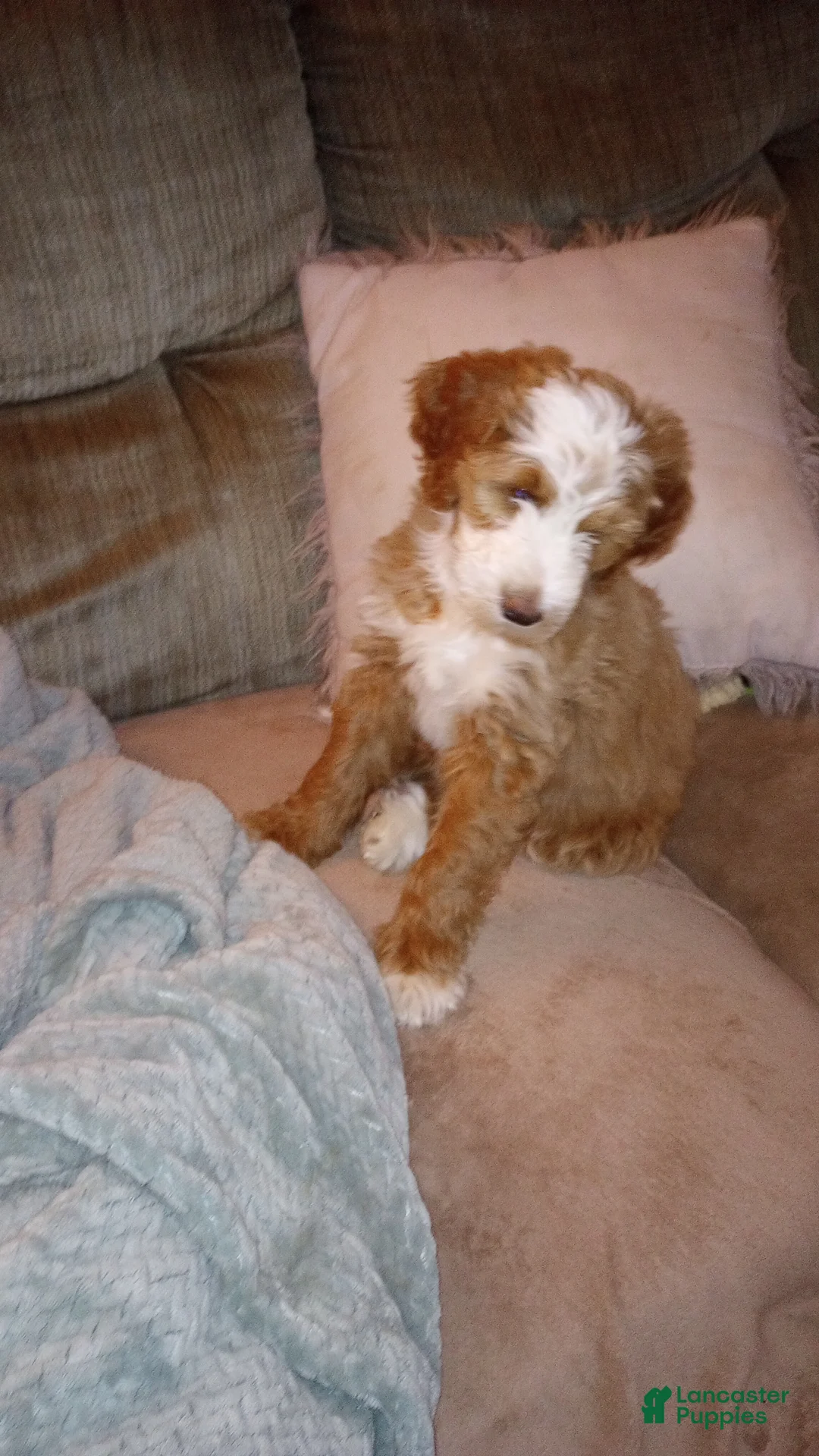 Mini Bernedoodle dogs for sale: Clover - Ad 1