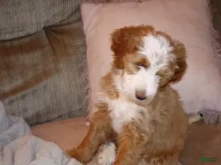 Mini Bernedoodle dogs for sale: Clover - Ad 2