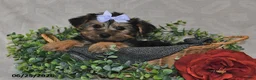 Yorkshire Terrier dogs for sale: Captian - Ad 5