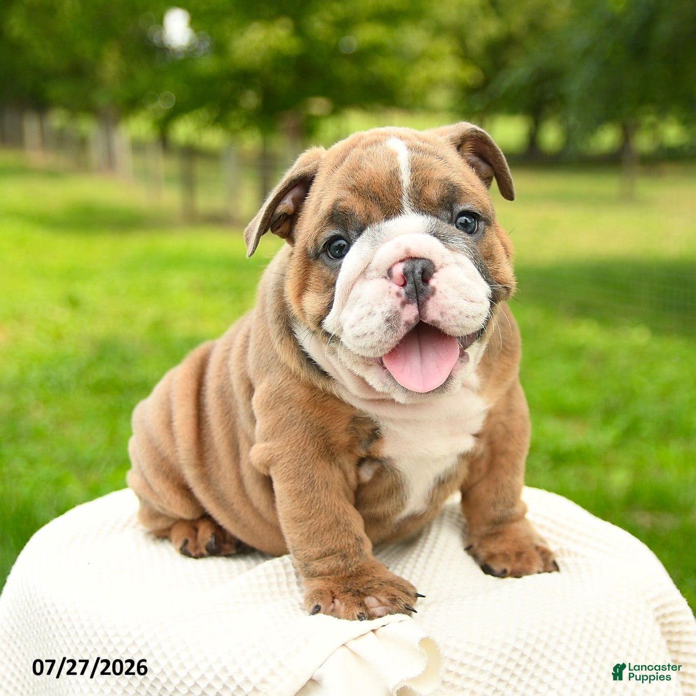 English Bulldog dogs Murphy - Ad 1