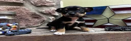 Chihuahua dogs for sale: 🐾Maggie~Black/tan Chihuahua - Ad 2