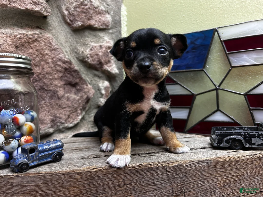 Chihuahua dogs for sale: 🐾Maggie~Black/tan Chihuahua - Ad 2