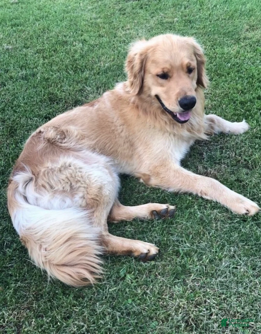 Golden Retriever dogs for sale: Ollie - Ad 4