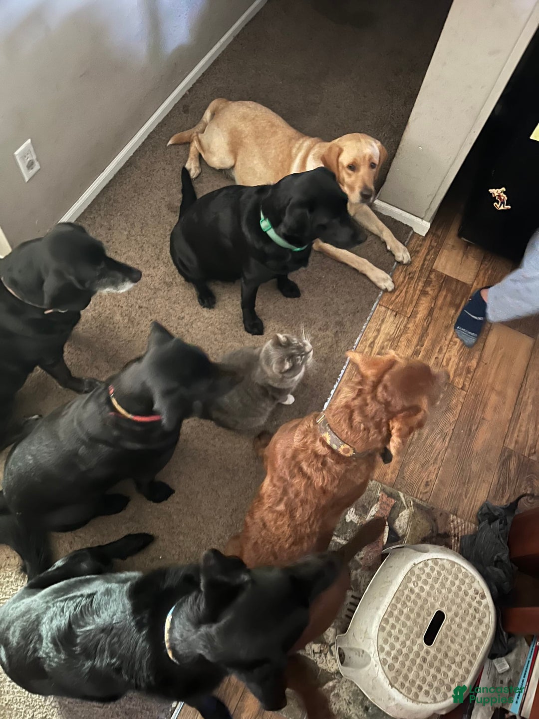 Gallery Image {{count}}