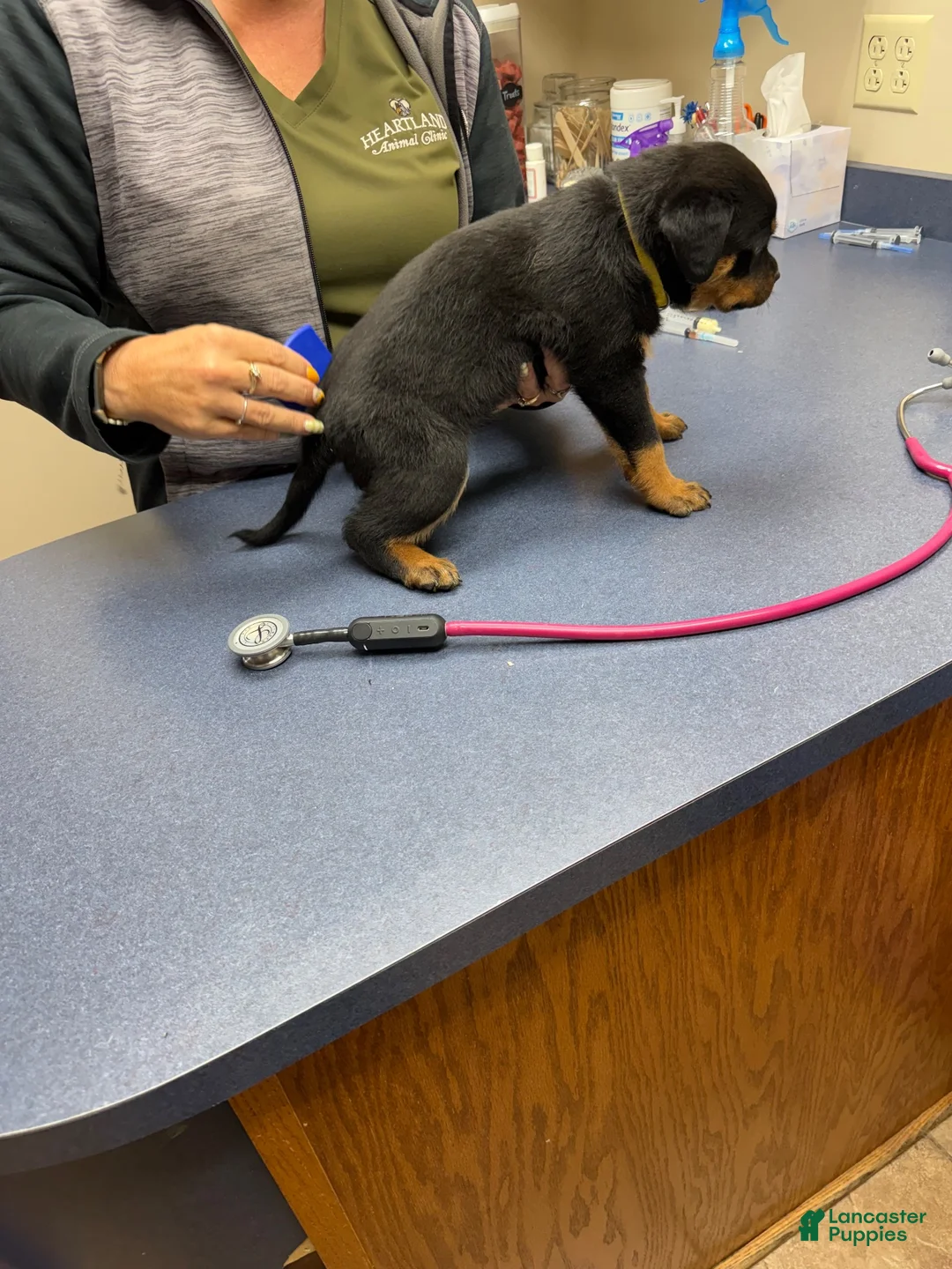 Rottweiler dogs for sale: Rottweiler 6 - Ad 13