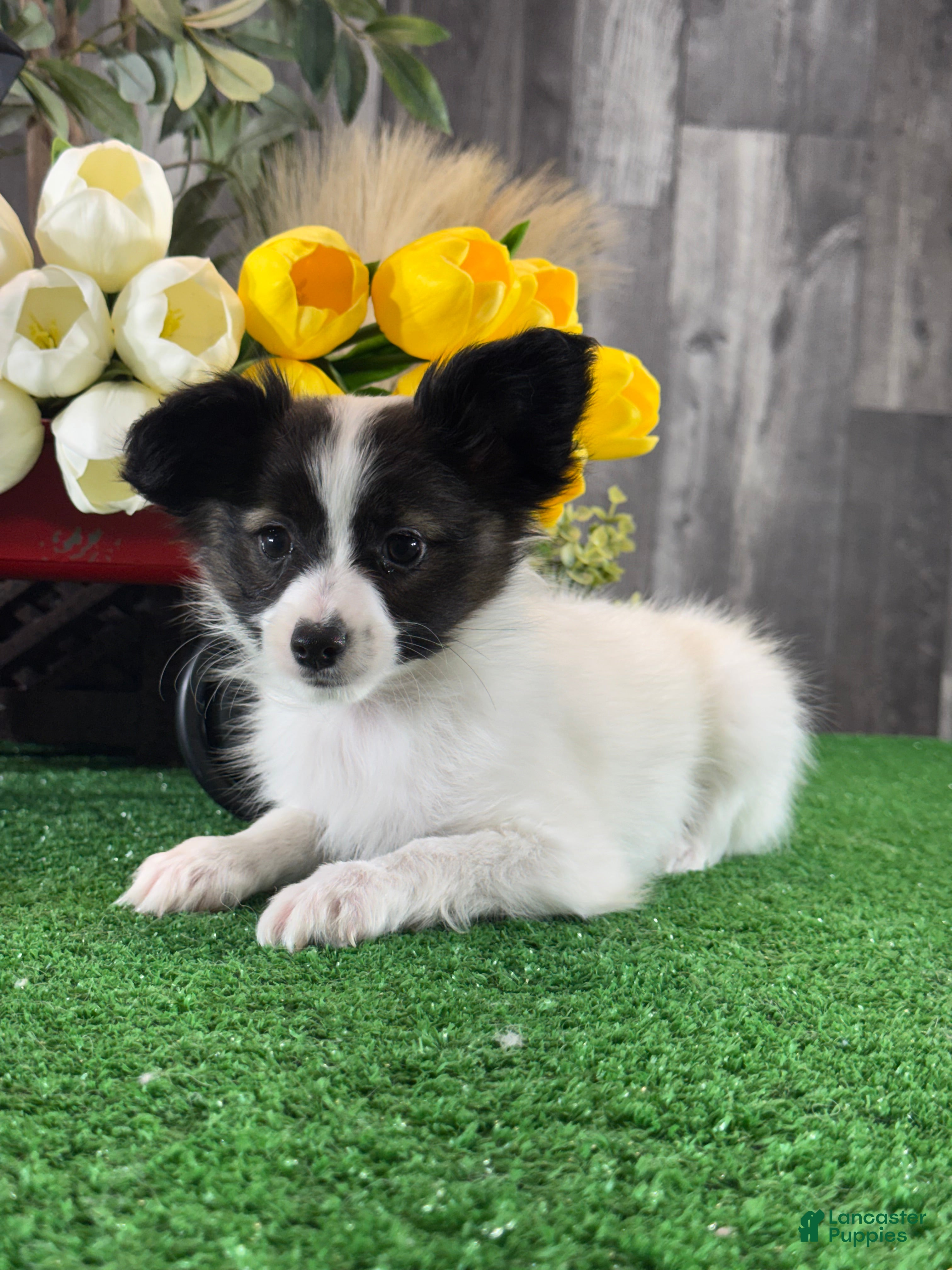 Papillon dogs Rascal  - Ad 6