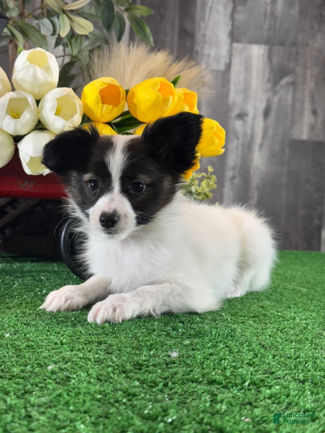 Papillon dogs for sale: Rascal  - Ad 1