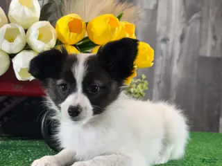 Papillon dogs Rascal - Ad 6