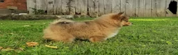 Pomeranian dogs for sale: Jewel  - Ad 7