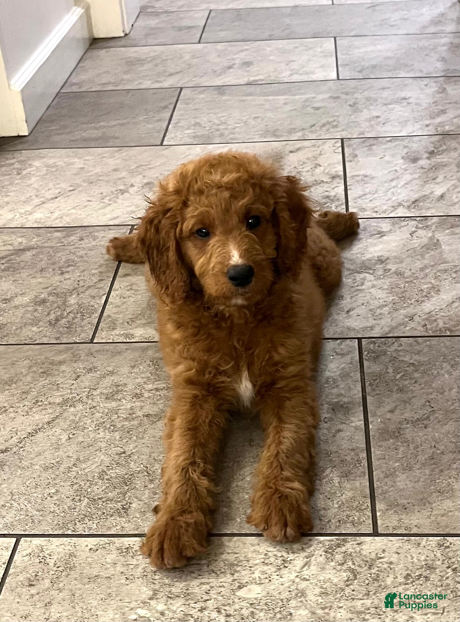 Mini Goldendoodle dogs Abigail - Ad 2