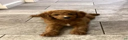 Mini Goldendoodle dogs for sale: Abigail - Ad 2