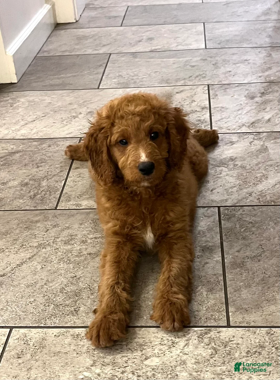 Mini Goldendoodle dogs for sale: Abigail - Ad 2