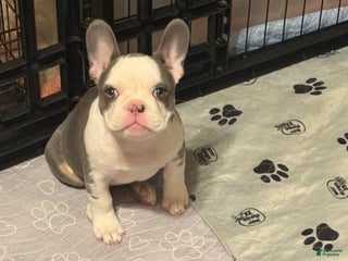 French Bulldog dogs French Bulldog Puppy 2 - Ad 32