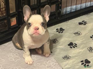 French Bulldog dogs French Bulldog Puppy 2 - Ad 28