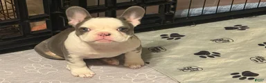 French Bulldog Puppy 2