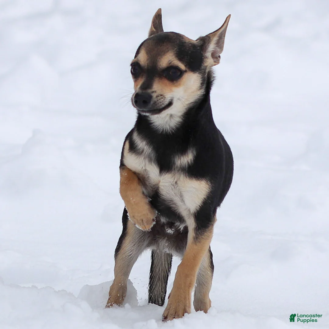 Chihuahua dogs for sale: Phoenix - Ad 3