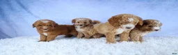 Mini Goldendoodle dogs for sale: 🐾 Meet Natasha – F2B Mini Goldendoodle Puppy 🐾 - Ad 21