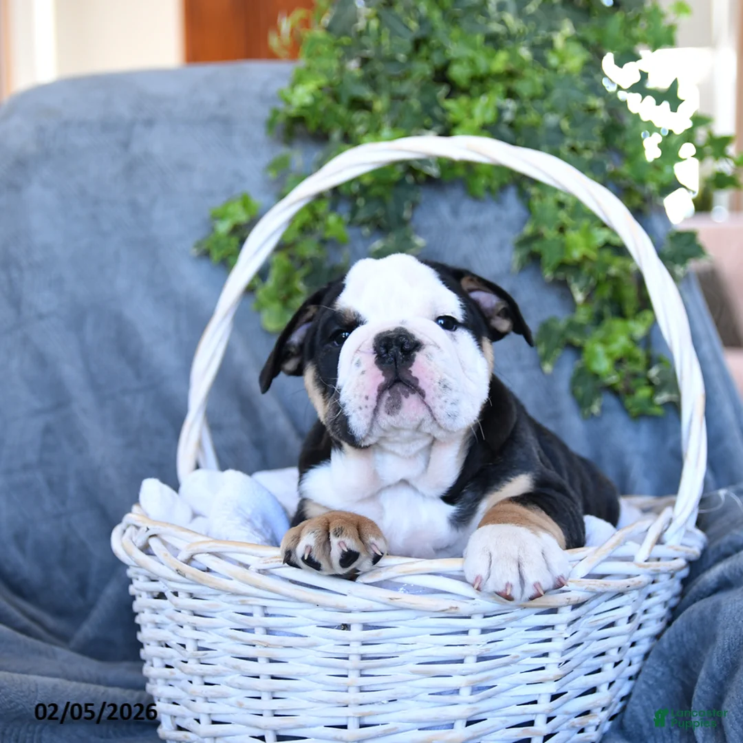 English Bulldog dogs for sale: Prince    - Ad 4