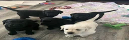 Labrador Retriever dogs for sale: Labrador Retriever 2 - Ad 6