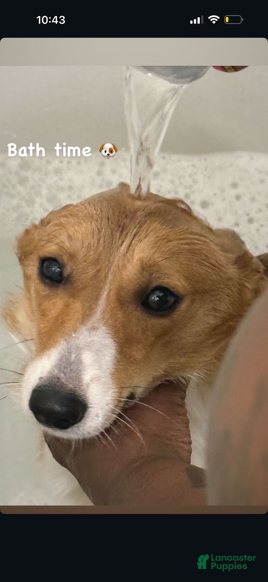 American Corgi dogs American Corgi 1 - Ad 24