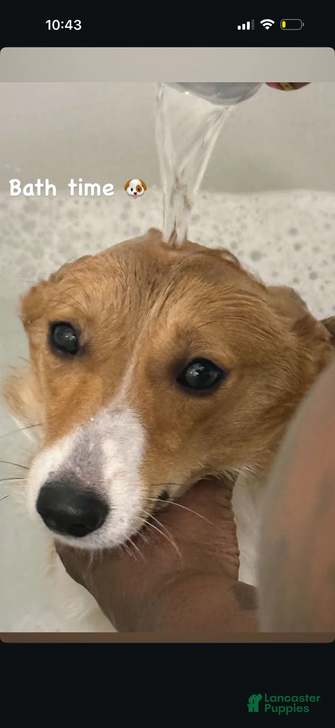 American Corgi dogs for sale: American Corgi 1 - Ad 1