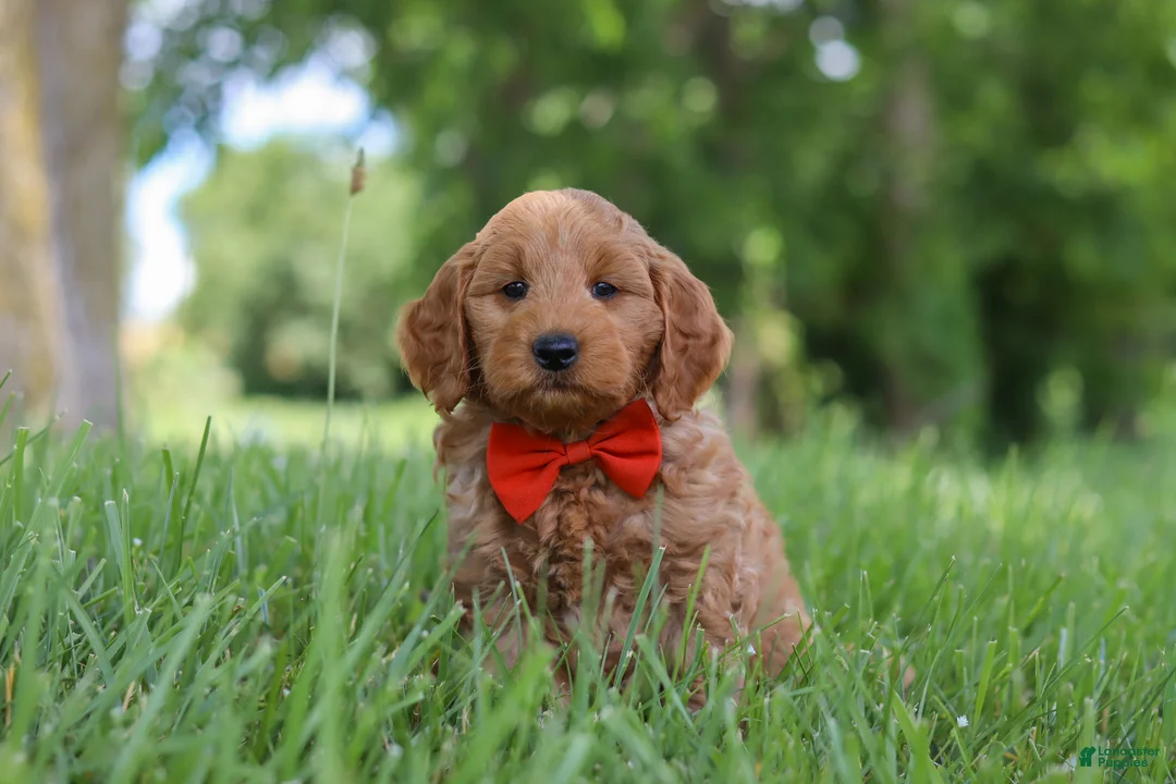 Mini Goldendoodle dogs for sale: Benji - Ad 1