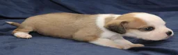 Puggle dogs for sale: Luke - Ad 2