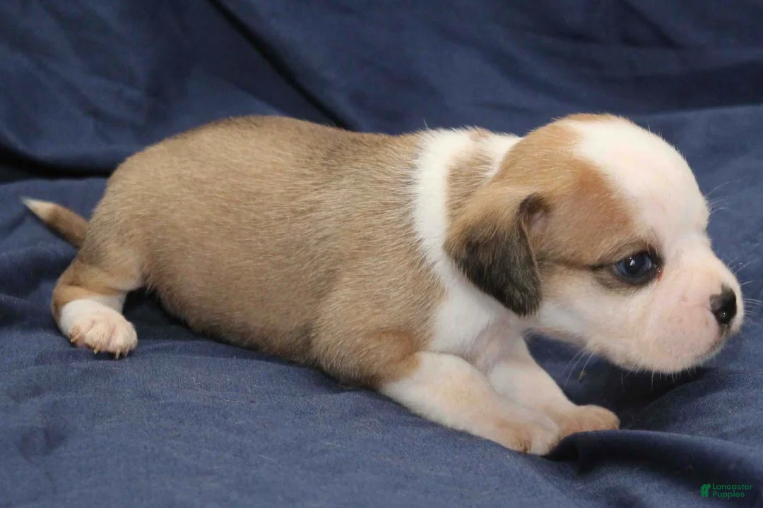 Puggle dogs for sale: Luke - Ad 2