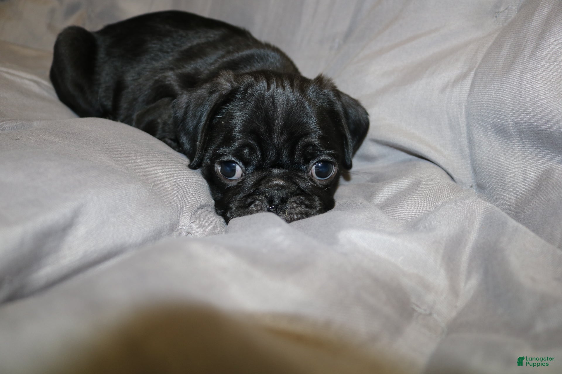 Pug dogs Pug Puppy 1 - Ad 41