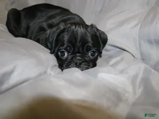 Pug dogs for sale: Pug Puppy 1 - Ad 3