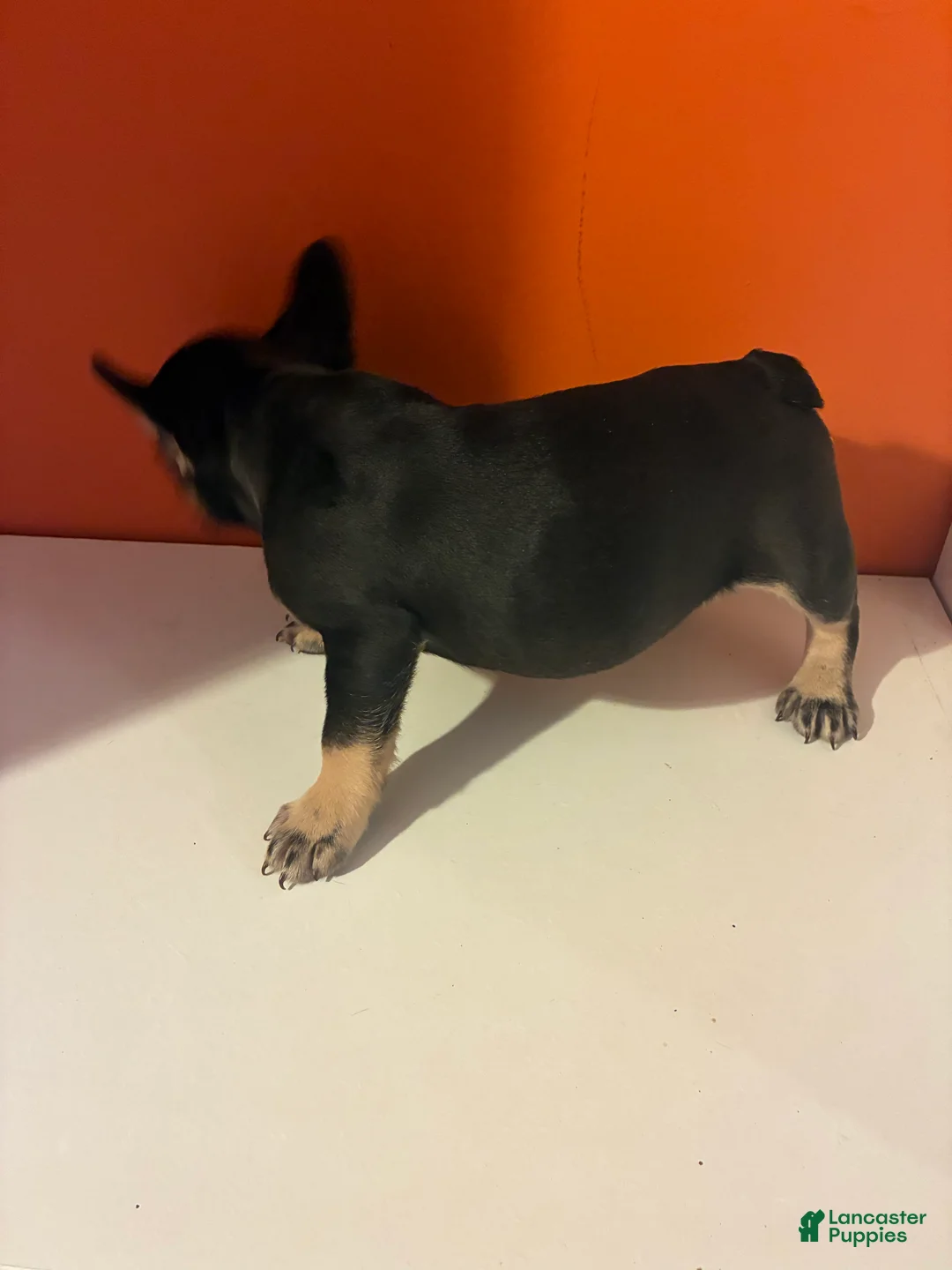 French Bulldog dogs for sale: Nova - Ad 2