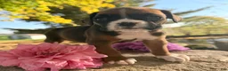 Boxer dogs for sale: Ziva Female AKC Boxer - Ad 9