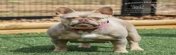 French Bulldog dogs for sale: Wahoo - Ad 2