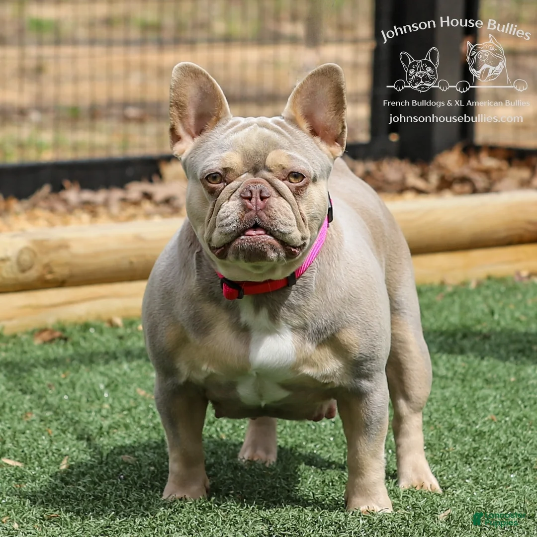French Bulldog dogs for sale: Wahoo - Ad 2