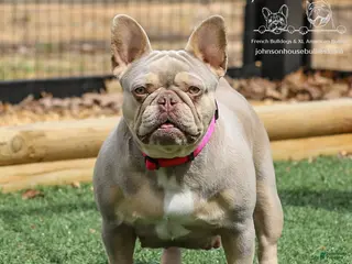 French Bulldog dogs Wahoo - Ad 2